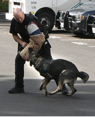 K-9 Officer Scott Orta demonstrates the power a dog bite Friday. Fax