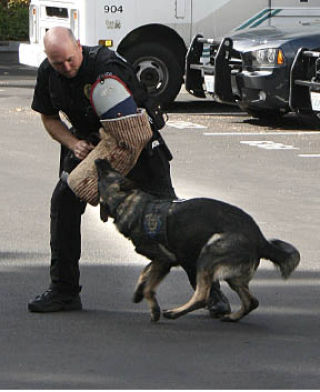 K-9 Officer Scott Orta demonstrates the power a dog bite Friday. Fax