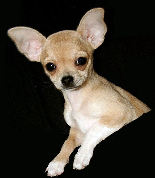 A 1-year-old Chihuahua short hair puppy.