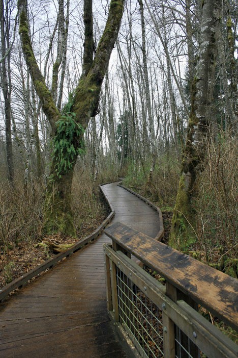 The 120-acre West Hylebos Wetlands Park can best be seen from the park’s boardwalk
