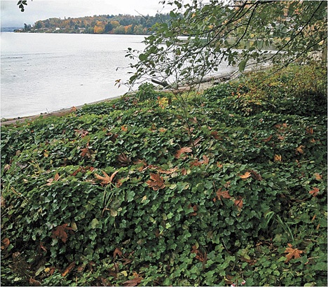 Dumas Bay Park is heavily invaded by English Ivy. The plant has covered the ground and crawled up the trees’ trunks into the forest canopy.