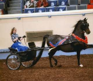 Federal Way 14-year-old Lauren Lang won the world championship in the Classic Pleasure Driving Junior Exhibitor division at the recently completed Morgan Grand National and World Championships in Oklahoma City. Her horse