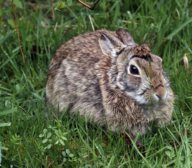A rabbit forages for food in the West Hylebos Wetlands Park in Federal Way.