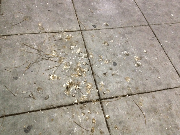 Pigeon poop soils the sidewalk at the Federal Way Transit Center.