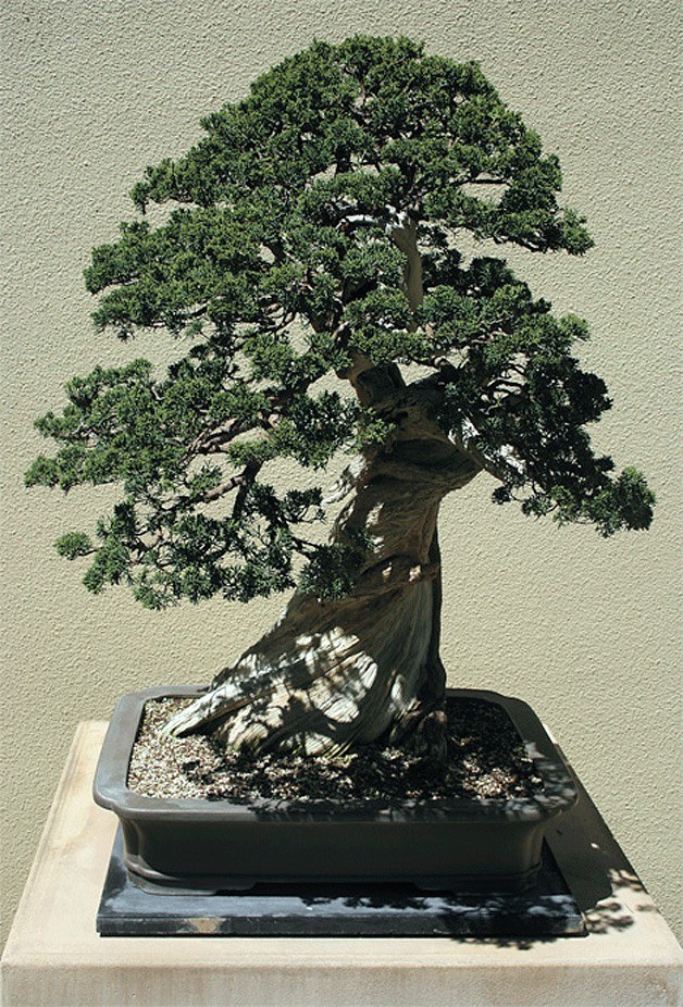 Weyerhaeuser has donated its Pacific Rim Bonsai Collection to The Greater Tacoma Community Foundation. The collection features 60 miniature potted trees shaped by artists and attracts more than 30