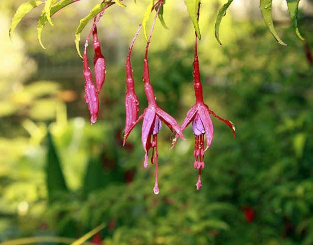 A fuchsia flower drips with dew on a June morning at PowellsWood Garden