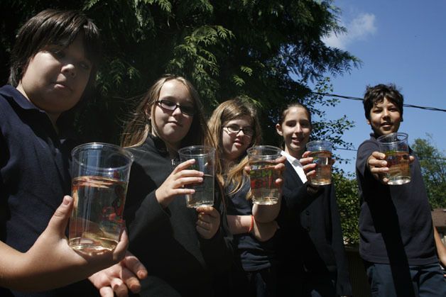 Spring Valley Montessori School's annual salmon release has helped revive the salmon in the West Hylebos Creek.