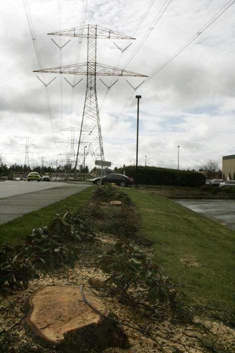 Approximately 30 trees that had the potential to interfere with high-voltage power lines were cut down March 14-16 on South 324th Street near The Commons Mall at Federal Way.