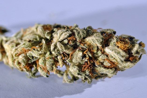 This courtesy photo shows a bud of high-grade marijuana.