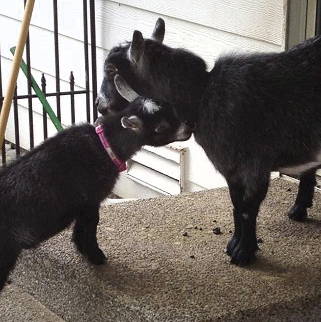 The Anissipour family's pet pygmy goats Lilly