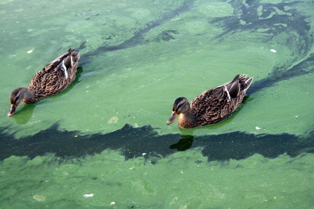 Ducks swim through the toxic algae in Twin Lakes last summer. Over a year later