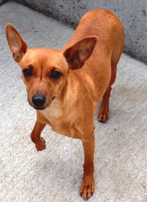 Cecelia is available for adoption in Federal Way.