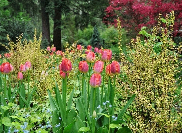 PowellsWood Garden has extended their open hours for Mother’s Day weekend.