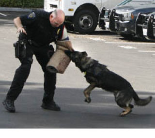 Federal Way K-9 officer Scott Orta demonstrates the power a dog bite. Fax