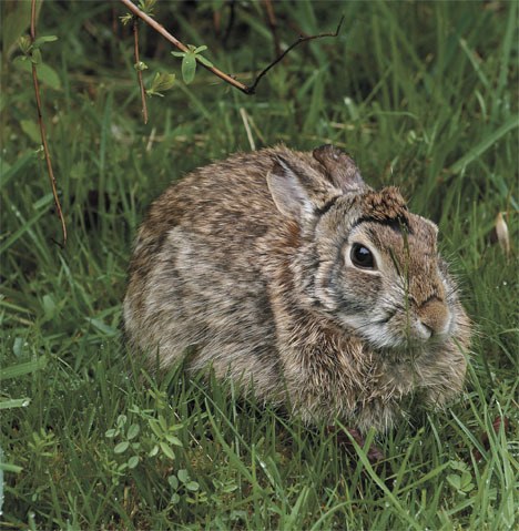 A rabbit grazes near the entrance of the 120-acre West Hylebos Wetlands Park