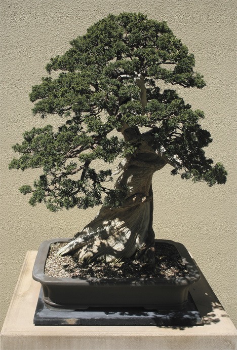 The Puget Sound Bonsai Association will hold its 6th annual auction from noon to 4:30 p.m. June 4 in the courtyard of Weyerhaeuser's Pacific Rim Bonsai Collection