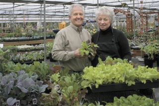 Branches Garden Center owners Steve and Sharon Jensen check out the lettuce plants.