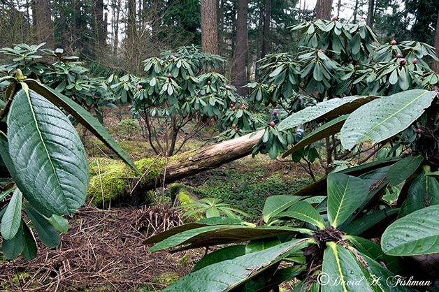 The new big-leaf garden is now open at the Rhododendron Species Botanical Garden in Federal Way