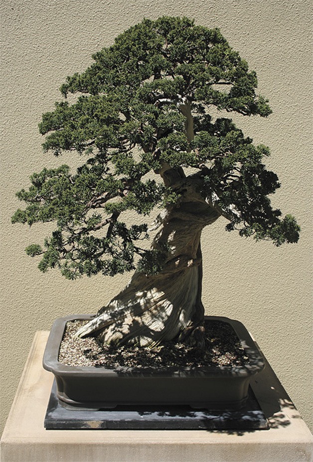 The Pacific Rim Bonsai Collection is open all year.