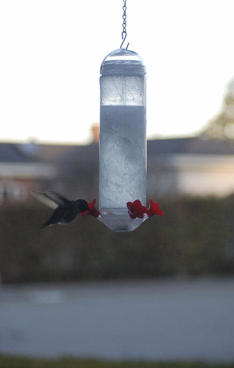 May is the usual mating month for hummingbirds.