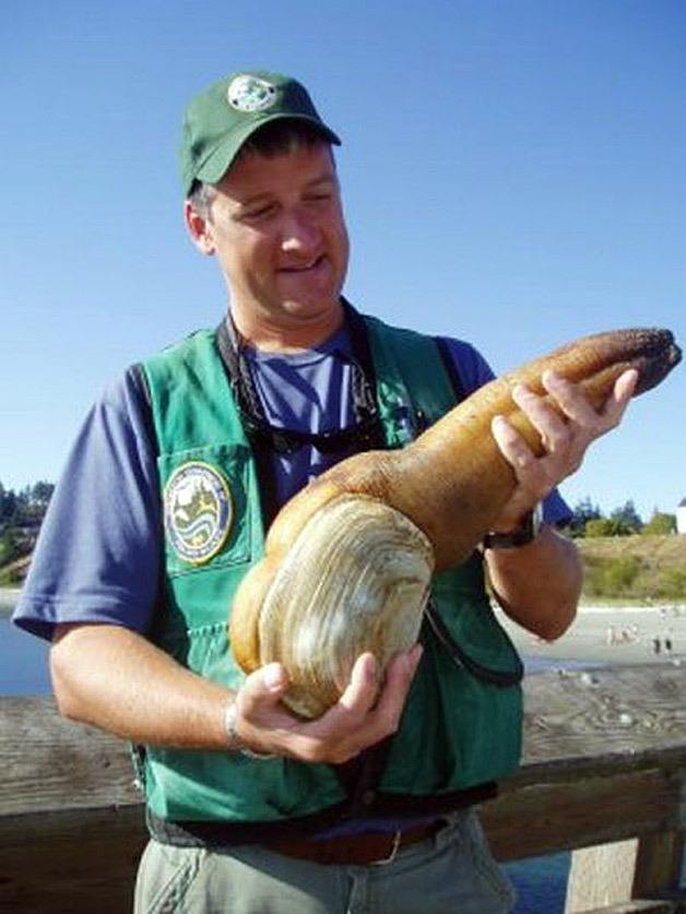 This geoduck is known as Moby