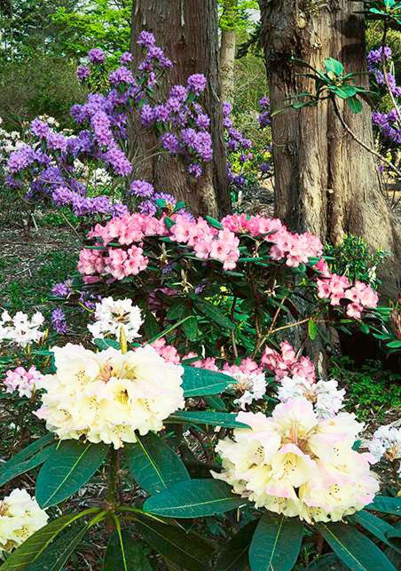 The Rhododendron Species Botanical Garden features over 120 species of rhododendrons.