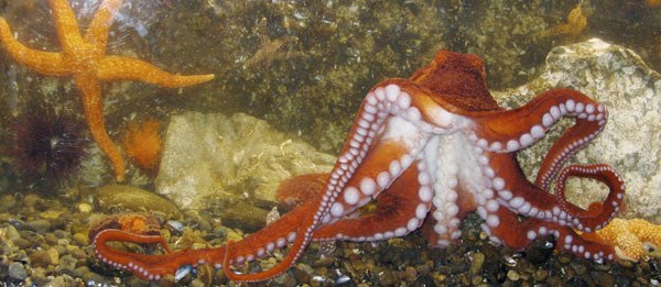 Georgette the Giant Pacific Octopus was a recent attraction at Highline's Marine
