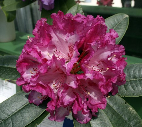 A rhododendron at the Rhododendron Species Botanical Garden in Federal Way.