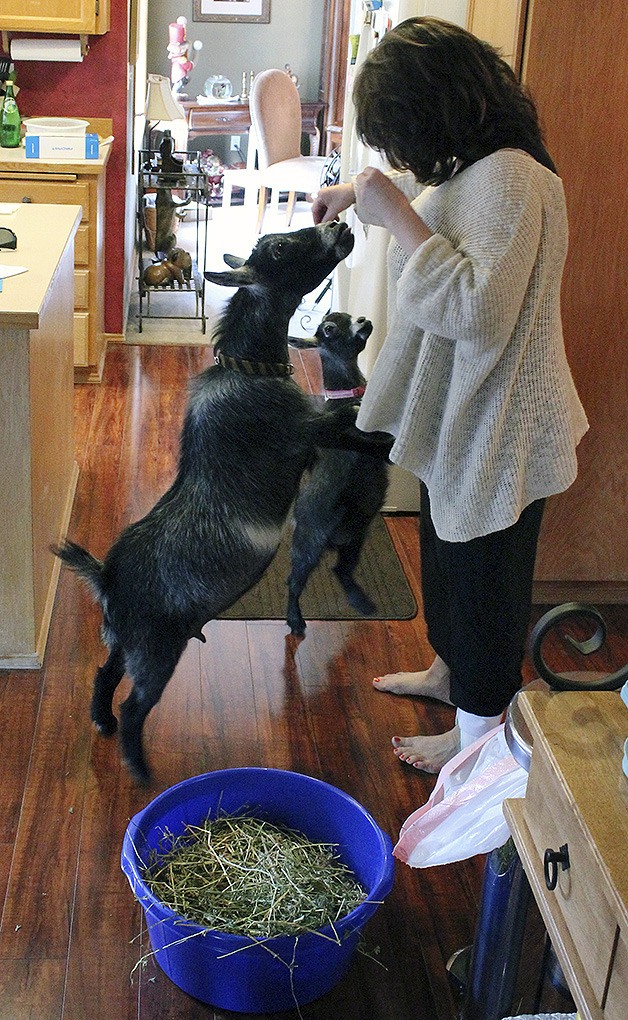 Kelly Anissipour feeds a treat to her family's two pet pygmy goats