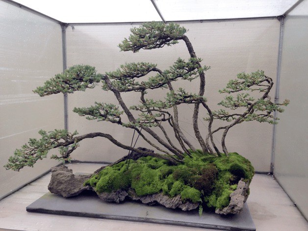 This bonsai plant is one of 60 miniature potted trees shaped by artists that is featured in the Pacific Rim Bonsai Collection at Weyerhaeuser.