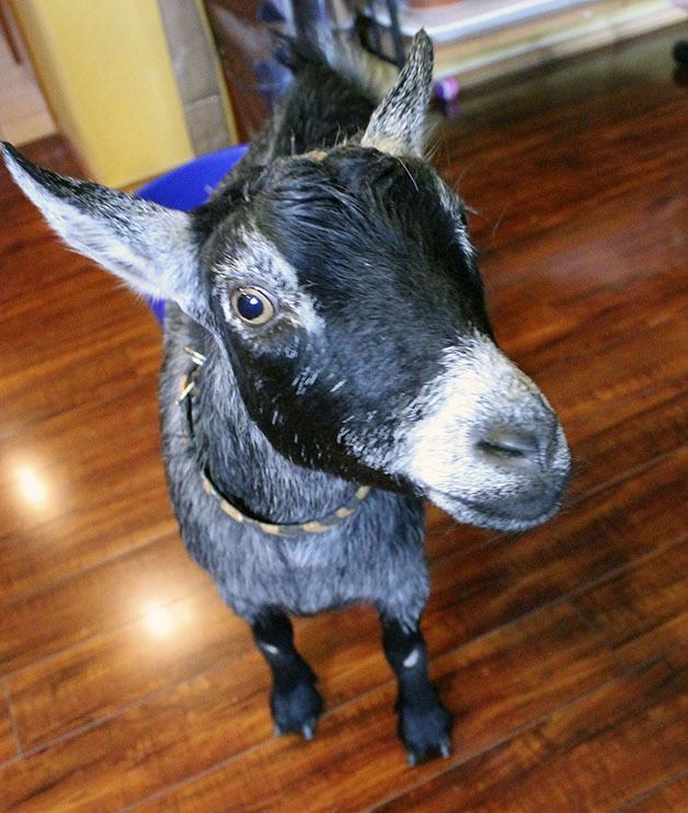 Lily is one of Ava Anissipour's pet pygmy goats.