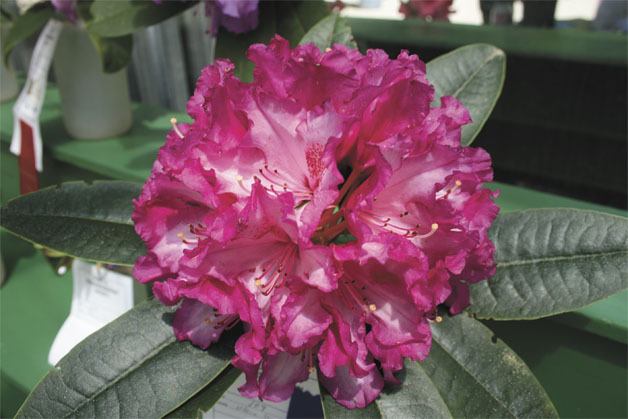 The Rhododendron Species Botanical Garden is featured on the Buds and Blooms Garden Tour