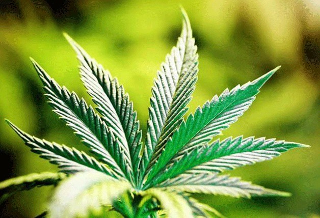 The Federal Way City Council will hear two separate ordinances on recreational and medical marijuana-related businesses on Tuesday.