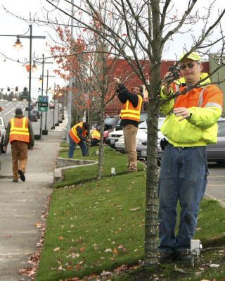 City workers hang up lights on trees along South 320th Street in Federal Way.