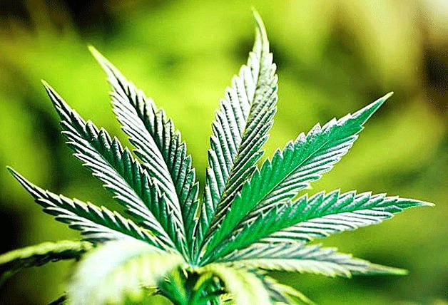 The city of Federal Way has a moratorium on recreational marijuana businesses through November.