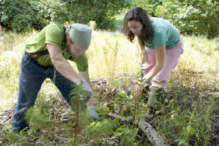 Soon-to-be married Hillary Kleeb and Andrew Mason work together removing invasive plants Aug. 27 at West Hylebos Wetlands Park in Federal Way. The couple invited their wedding guests to the event in one of many efforts to have a “green” wedding.