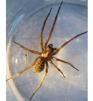 The hobo spider. To check spiders’ parts