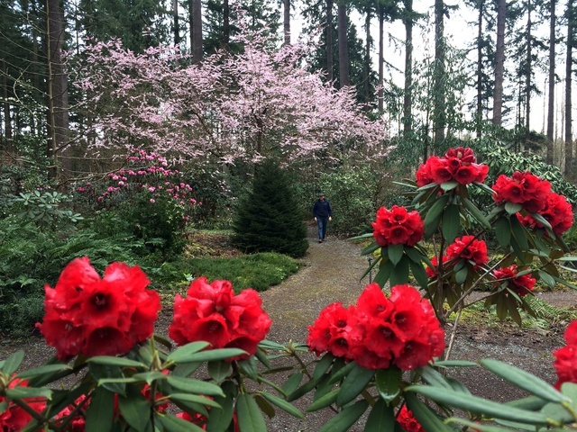 Spring bloom is early at Rhododendron Species Botanical Garden