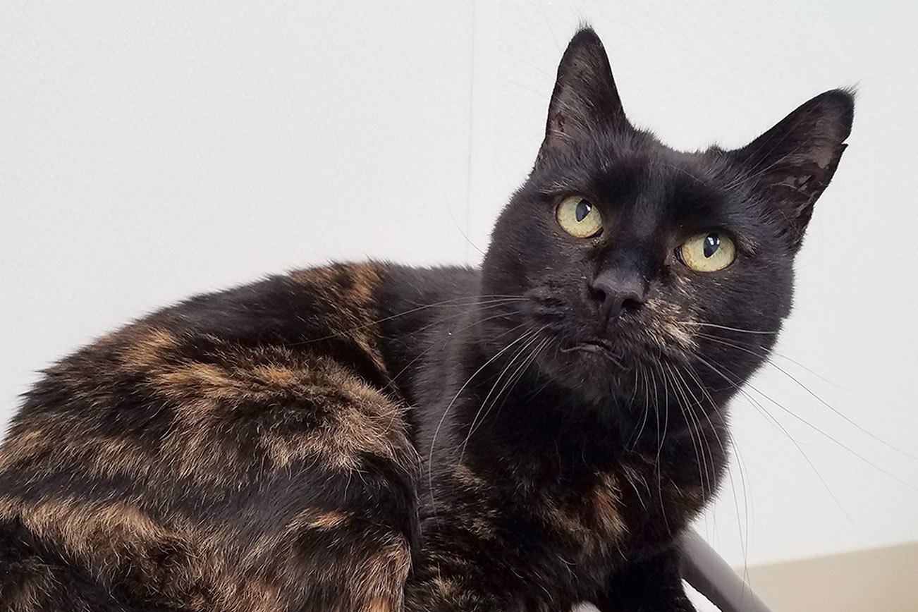 Hi, my name is Angelica, and I need a home | Pet of the Week