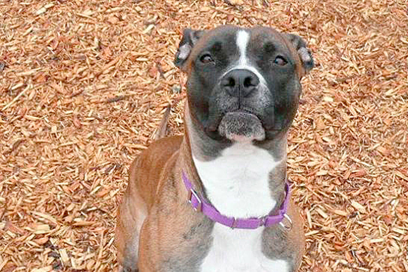 My name is Daisy, and I need a home | Pet of the Week