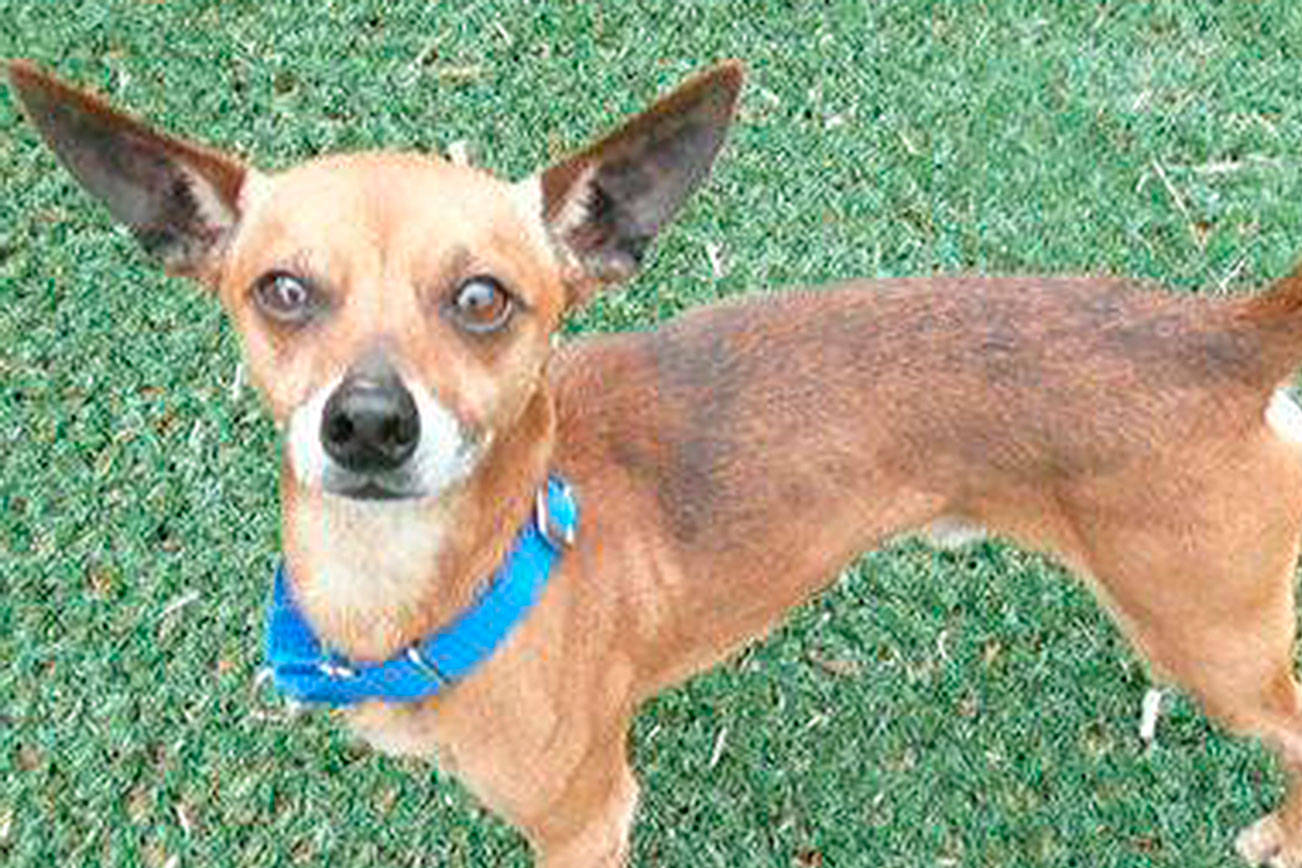 My name is Rocky, and I need a new home | Pet of the Week