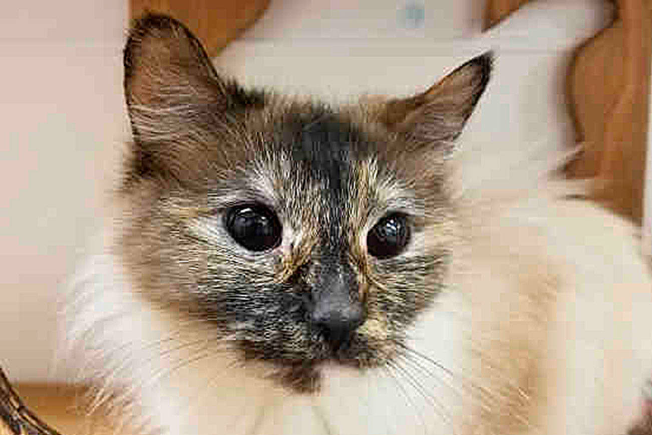 My name is Sparklet, and I need a home | Pet of the Week