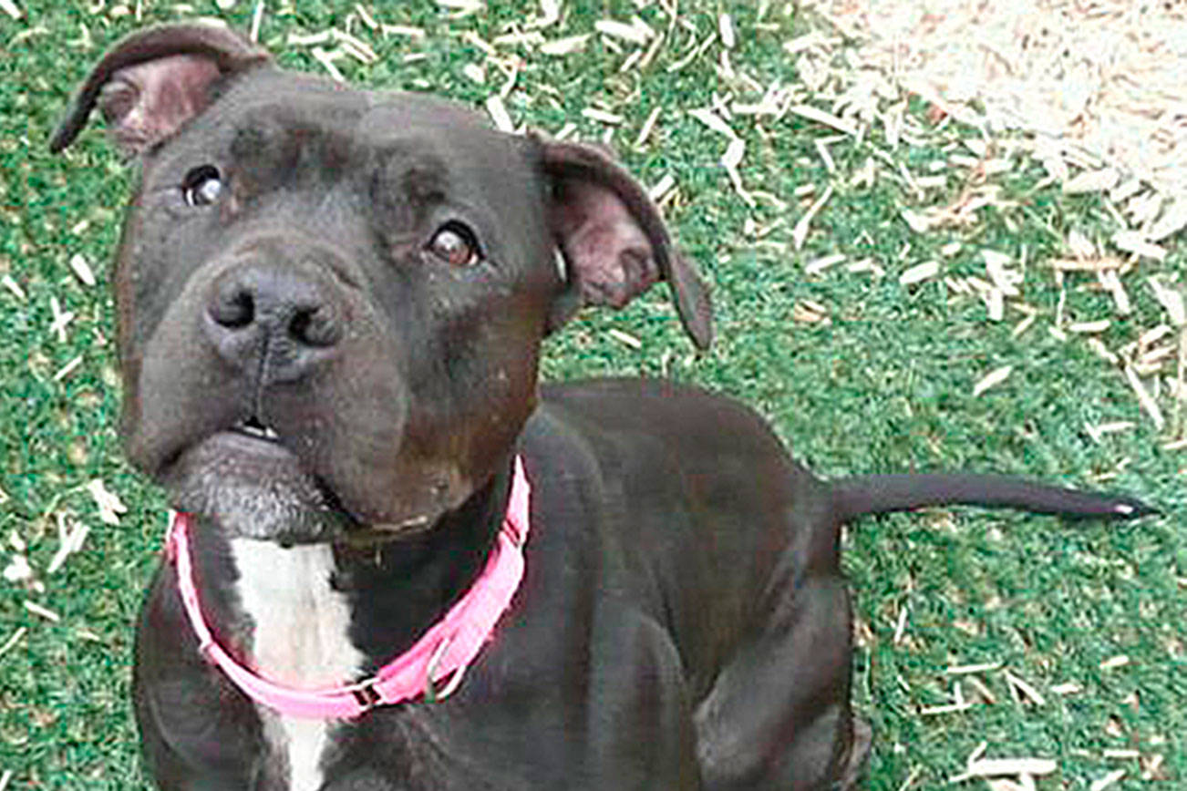 My name is Holly, and I need a home | Pet of the Week
