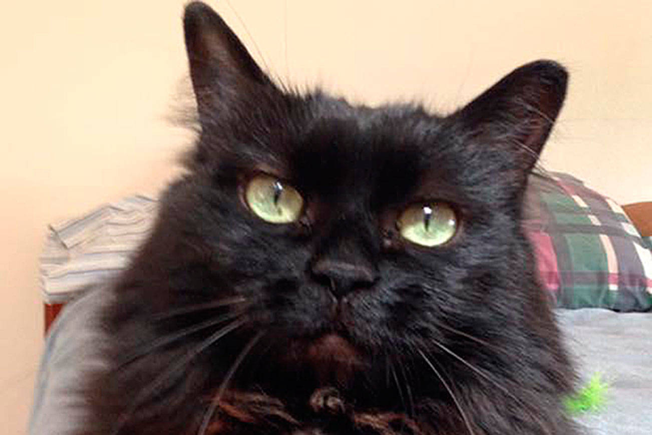 Hello, my name is Gertie, and I need a home | Pet of the Week