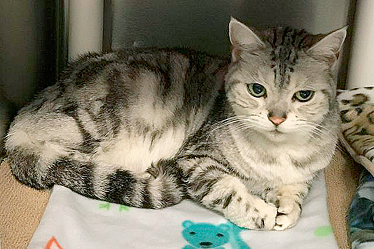 My name is Squeaky, and I need a home | Pet of the Week