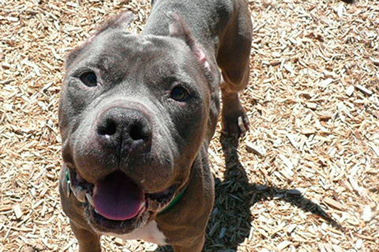 My name is Rhino, and I need a home | Pet of the Week