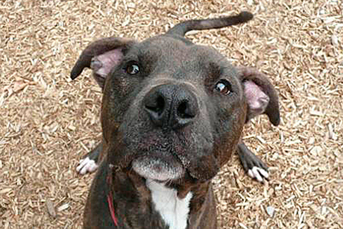My name is Bulbasaur, and I need a home | Pet of the Week