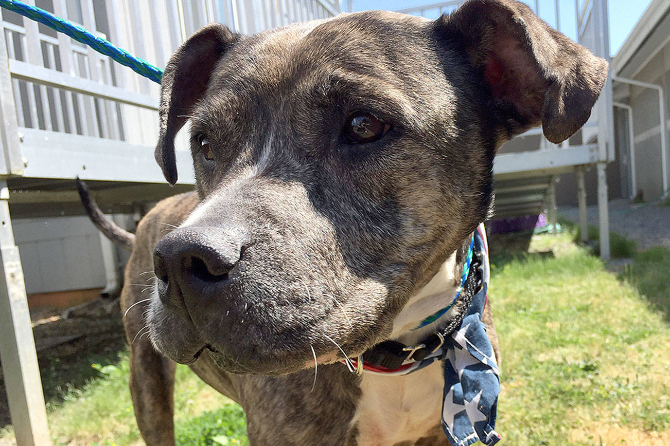 My name is Chyna, and I need a home | Pet of the Week