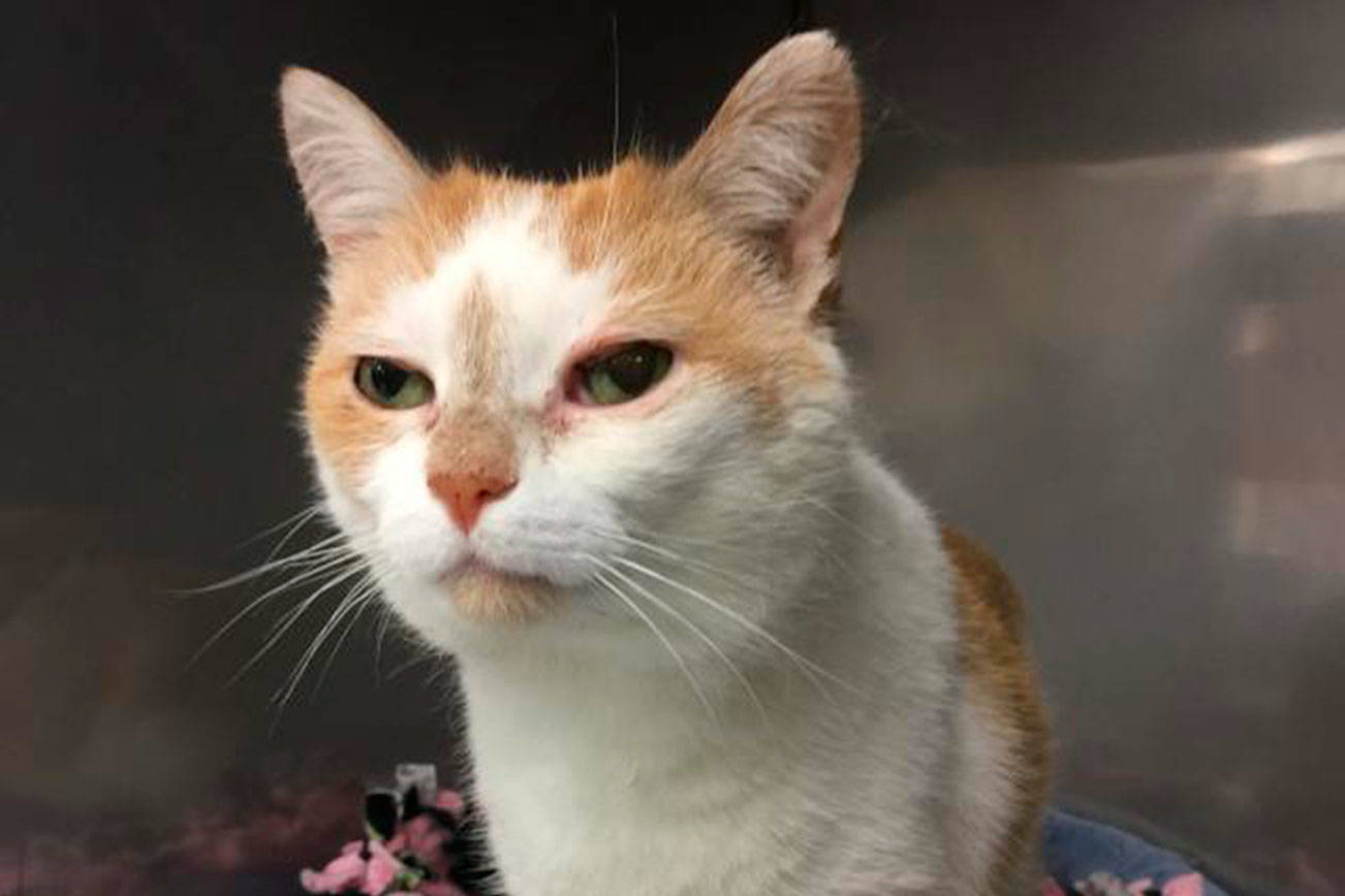 My name is Marigold, and I need a home | Pet of the Week