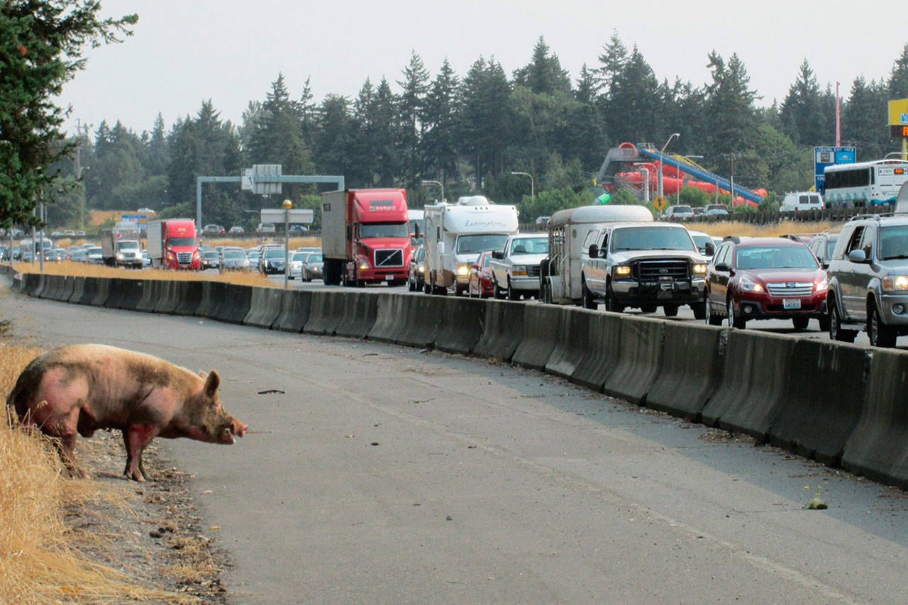 The pig was on the way to auction when jumped out of a trailer around 10 a.m. Aug. 5 on southbound I-5. Photo courtesy of Trooper Rick Johnson